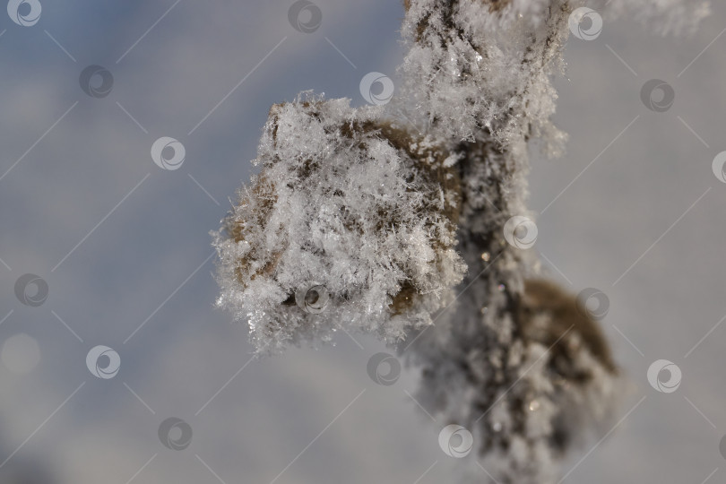 Скачать Иней на сухом растении крупным планом. фотосток Ozero