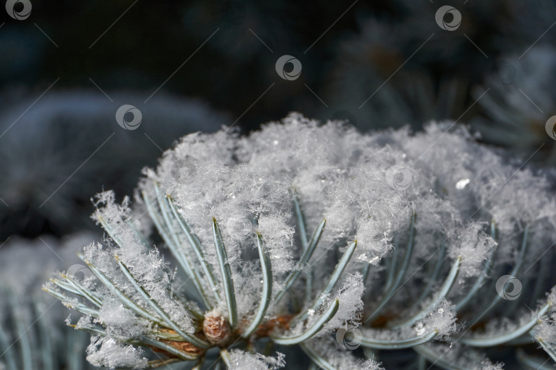 Скачать Иней на сухом растении крупным планом. фотосток Ozero
