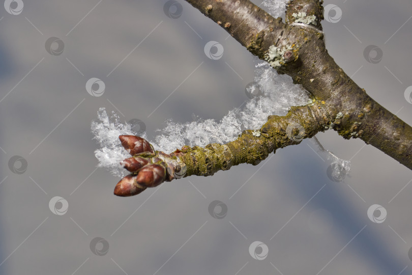 Скачать Иней на сухом растении крупным планом. фотосток Ozero