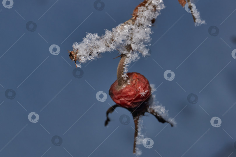 Скачать Иней на сухом растении крупным планом. фотосток Ozero