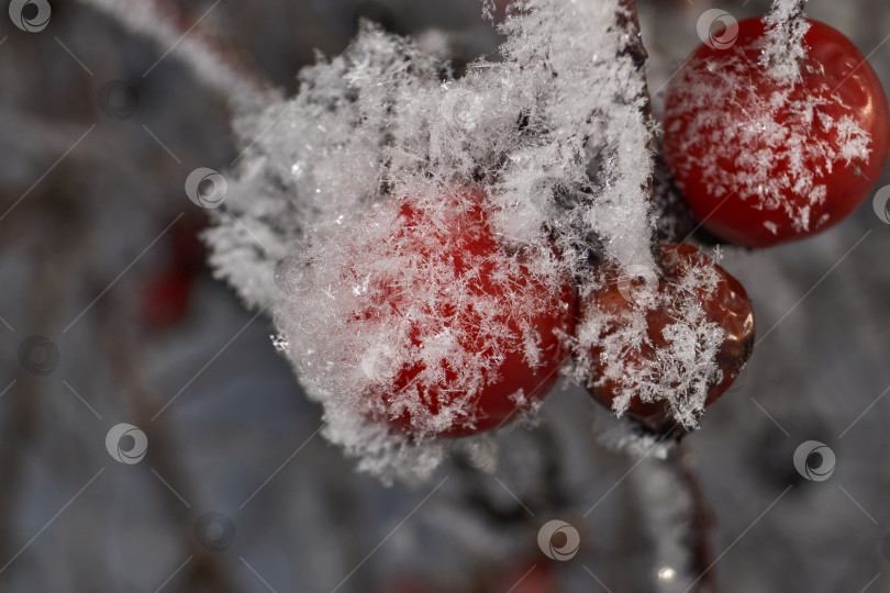 Скачать Иней на сухом растении крупным планом. фотосток Ozero