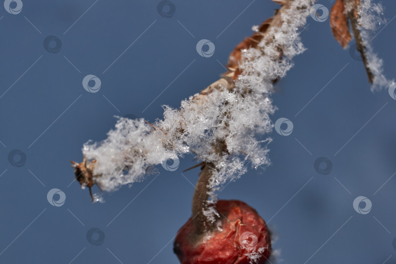 Скачать Иней на сухом растении крупным планом. фотосток Ozero