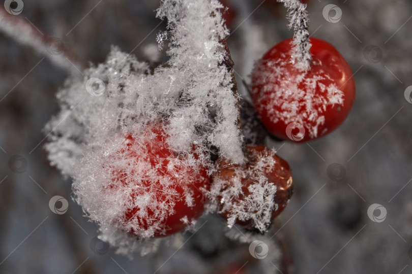 Скачать Иней на сухом растении крупным планом. фотосток Ozero