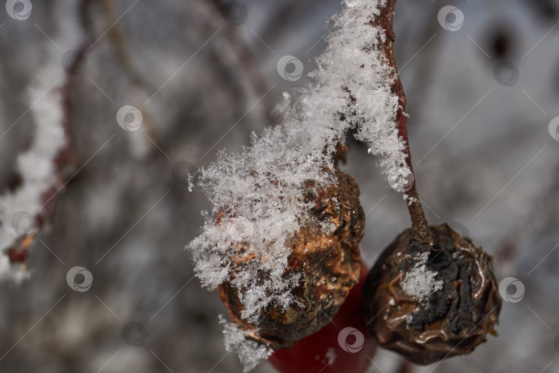 Скачать Иней на сухом растении крупным планом. фотосток Ozero