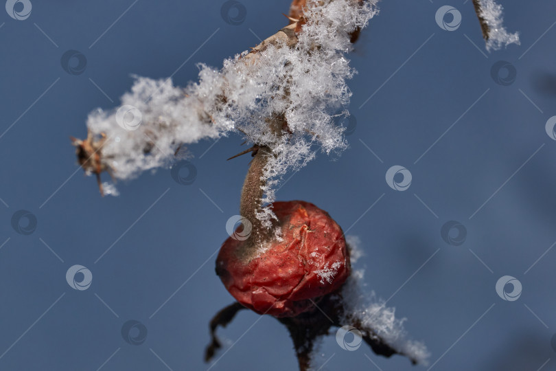 Скачать Иней на сухом растении крупным планом. фотосток Ozero