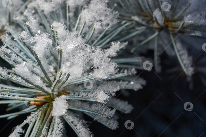 Скачать Иней на сухом растении крупным планом. фотосток Ozero