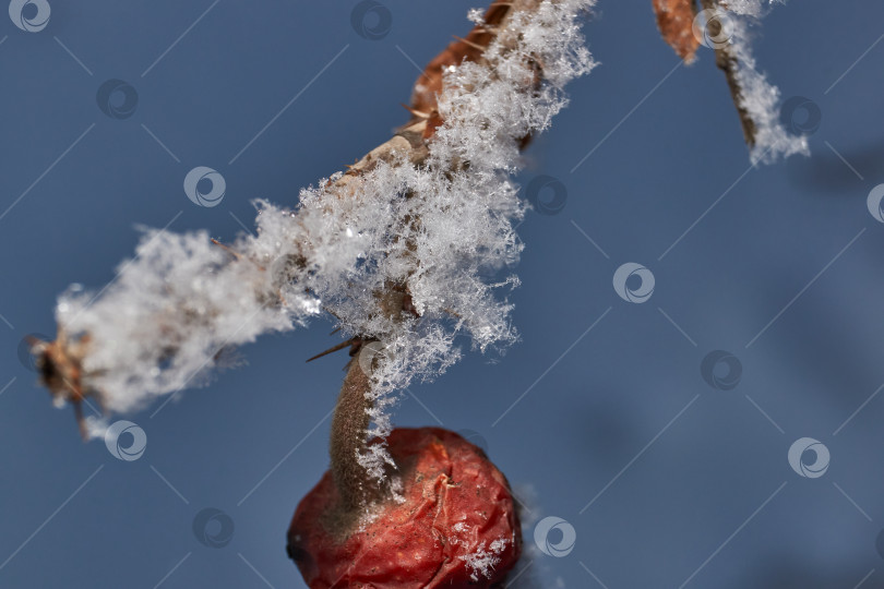 Скачать Иней на сухом растении крупным планом. фотосток Ozero