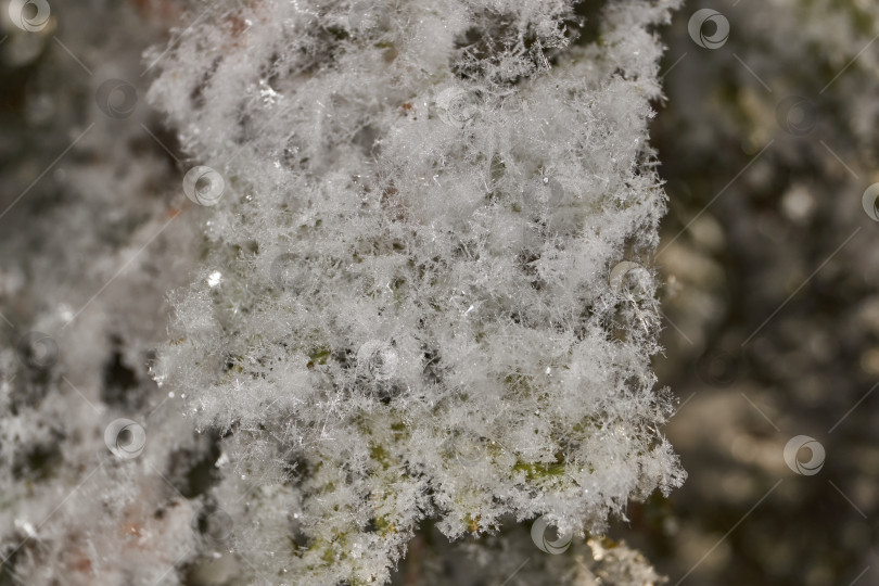 Скачать Иней на сухом растении крупным планом. фотосток Ozero