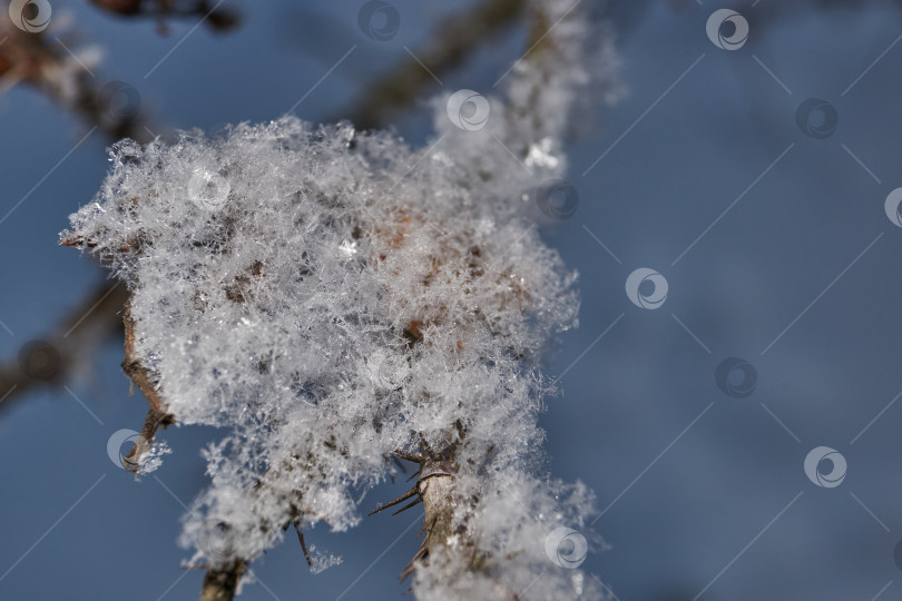 Скачать Иней на сухом растении крупным планом. фотосток Ozero