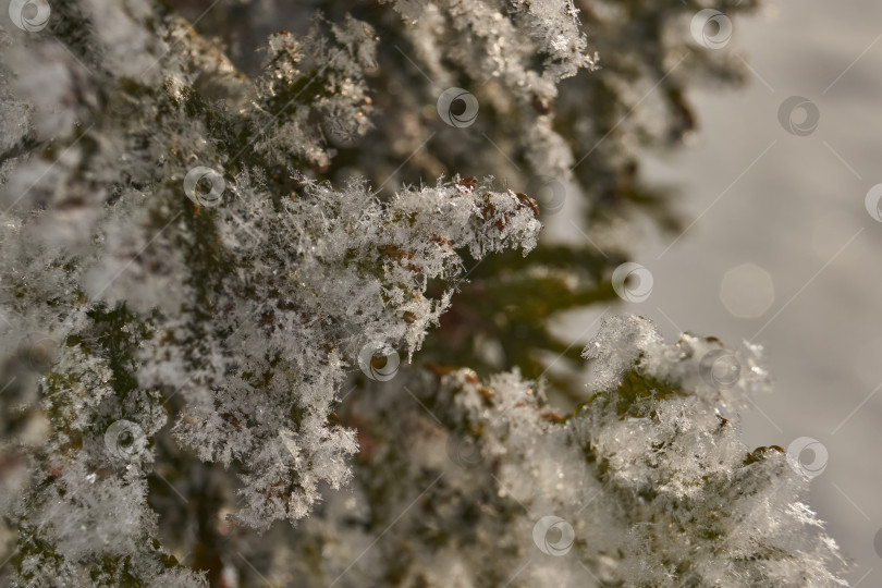 Скачать Иней на сухом растении крупным планом. фотосток Ozero