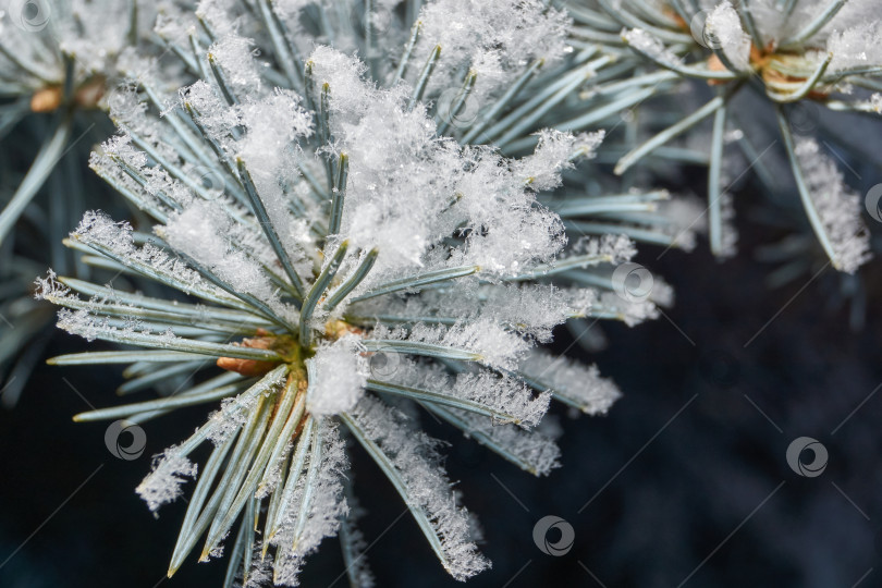 Скачать Иней на сухом растении крупным планом. фотосток Ozero