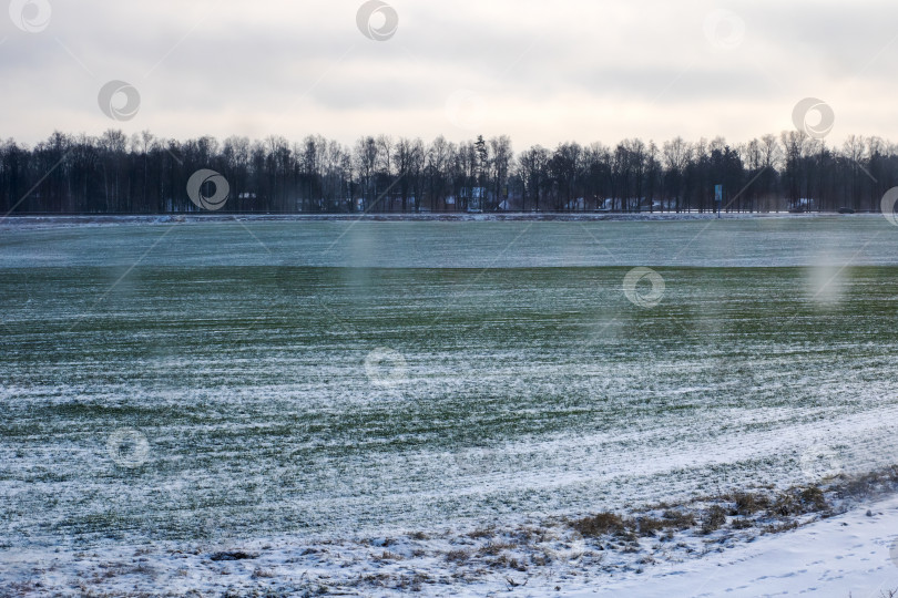 Скачать Тихая зимняя сцена в сельском пейзаже, безмятежное заснеженное поле под пасмурным небом фотосток Ozero