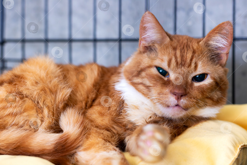 Скачать Старая кошка мирно лежит на уютной подстилке, Зрелая кошка с нежным взглядом в спокойном состоянии фотосток Ozero