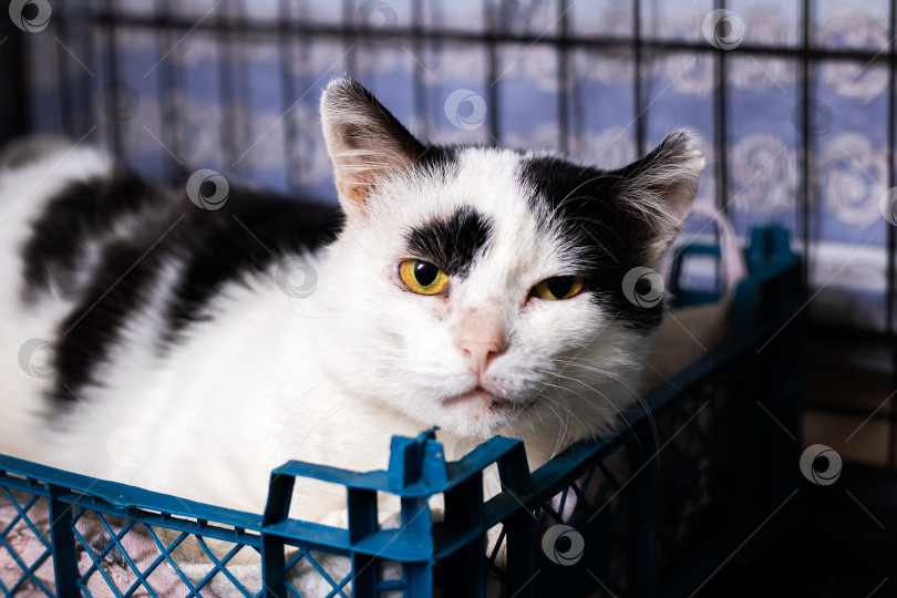 Скачать Спокойная черно-белая кошка, мирно отдыхающая в укрытии-клетке фотосток Ozero
