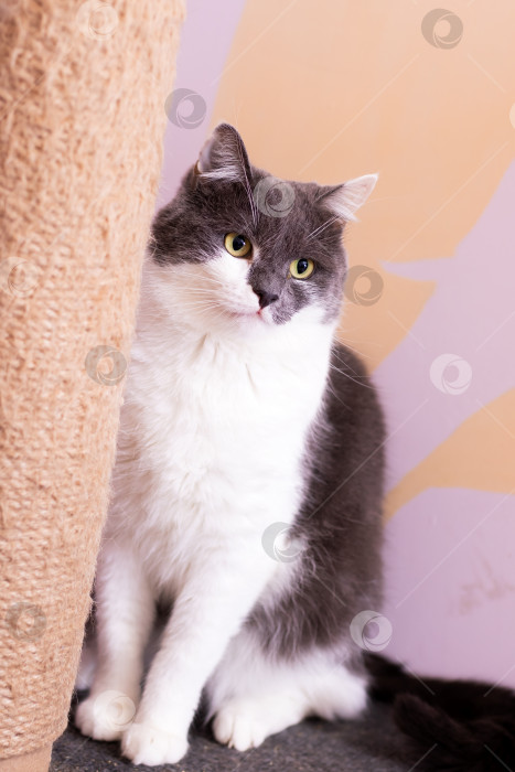 Скачать Домашняя кошка с непринужденным поведением, очаровательная домашняя кошка с мягкой шерстью и внимательными глазами фотосток Ozero