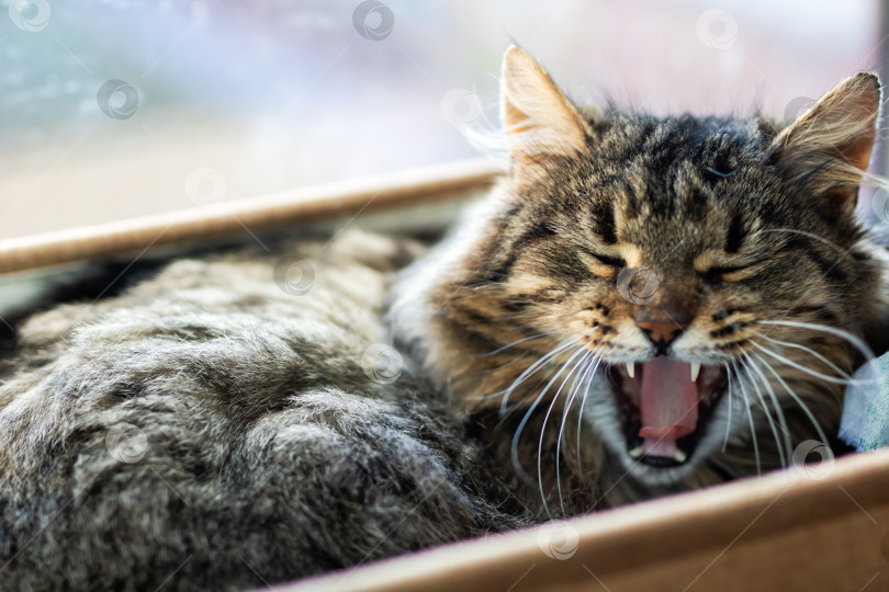 Скачать Очаровательная кошка с опущенными глазами и расслабленной позой в уютной домашней обстановке фотосток Ozero
