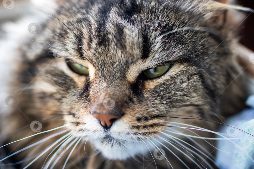 Скачать Крупный план - задумчивая полосатая кошка с пронзительными зелеными глазами и нежной текстурой меха. фотосток Ozero
