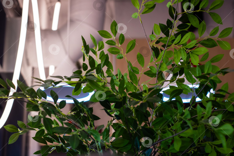 Скачать Современное велнес-пространство с глянцевыми листьями и элементами промышленного дизайна фотосток Ozero