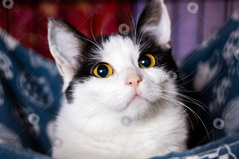 Скачать Очаровательная двухцветная кошка с яркими зрачками демонстрирует игривую и уютную домашнюю атмосферу фотосток Ozero