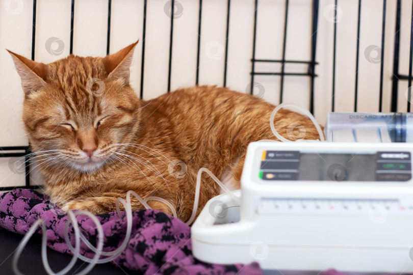 Скачать Безмятежная рыжая кошка спокойно получает внутривенную терапию в приюте фотосток Ozero