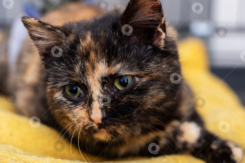 Скачать Очаровательный котенок-спасатель мирно дремлет на теплом одеяле с нежным выражением лица и задумчивыми глазами фотосток Ozero