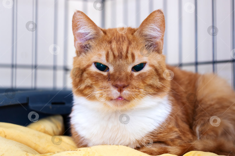 Скачать Безмятежный кошачий отдых, Спокойная кошка с благородными манерами, Миролюбивый табби наслаждается уютной обстановкой в помещении фотосток Ozero