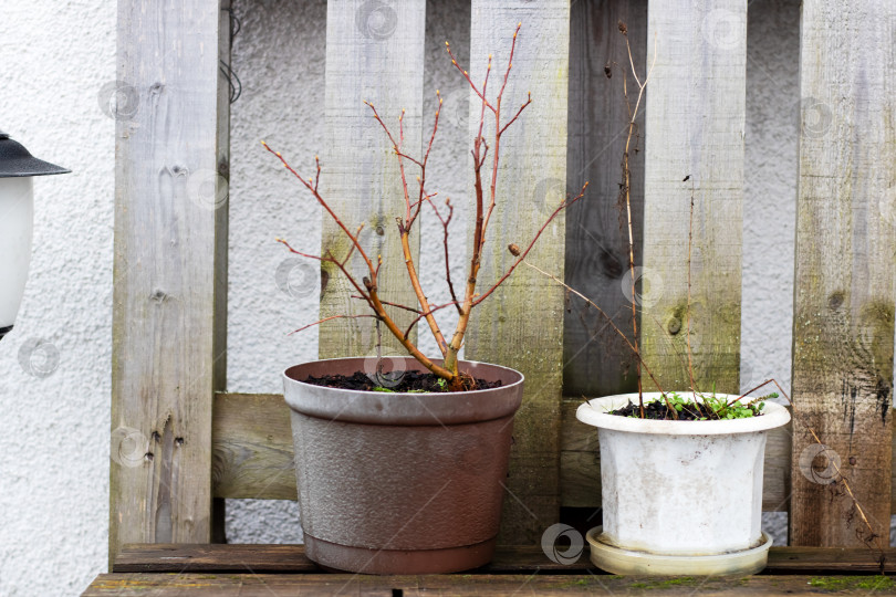 Скачать Мирная городская сцена на открытом воздухе, подчеркивающая смену сезонов и усилия по обновлению растений фотосток Ozero