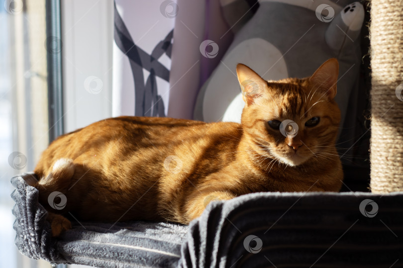 Скачать Оранжевая кошка наслаждается мирным отдыхом, яркий солнечный свет купает спокойную рыжую кошку, мирно спящую фотосток Ozero