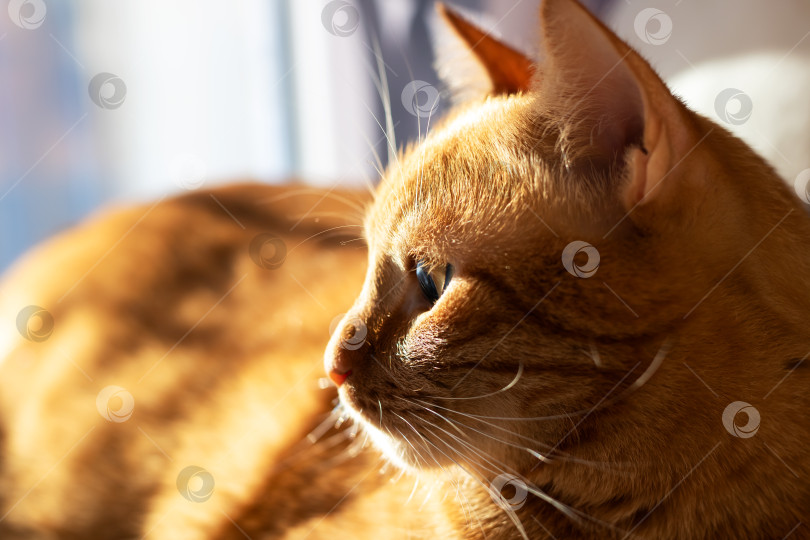 Скачать Залитый солнцем кот с сияющими усами, умиротворенный рыжий кот, отдыхающий у залитого солнцем окна квартиры фотосток Ozero