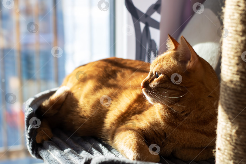 Скачать Уютная кошка расслабляется, раскованная рыжая кошка нежится в теплых лучах солнца на фоне городского пейзажа фотосток Ozero