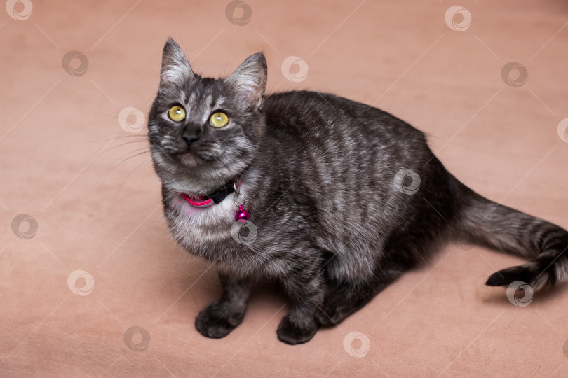 Скачать Серая кошка внимательно наблюдает за происходящим сверху, полосатая кошка проявляет настороженность и любопытство в помещении фотосток Ozero