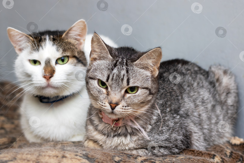 Скачать Серая и белая кошки отдыхают вместе, две очаровательные кошечки мирно отдыхают на плюшевом одеяле фотосток Ozero