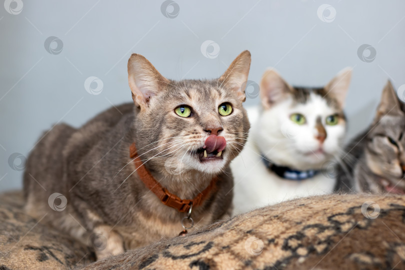 Скачать Сосредоточенная кошачья жажда, Усатый кот жадно концентрируется, высунув язык к ближайшим компаньонам. фотосток Ozero