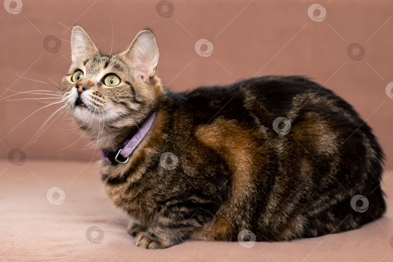 Скачать Грациозная черепаховая кошечка, удобно лежащая на спине с современным ошейником и мягким освещением фотосток Ozero