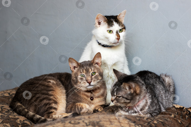 Скачать Группа из трех кошачьих мирно отдыхает на мягкой мебели, демонстрируя дружелюбие и спокойствие фотосток Ozero