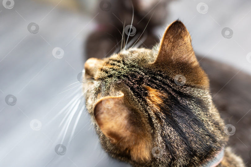 Скачать Сцена кошачьего груминга, вид полосатого кота со сверкающими усами вблизи при мягком освещении в помещении фотосток Ozero