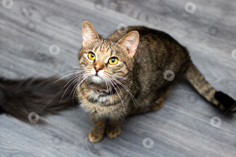 Скачать Очаровательная полосатая кошечка с горящими глазами с нетерпением ждет вкусного перекуса от заботливого хозяина фотосток Ozero