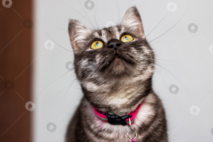 Скачать Яркая полосатая кошка с янтарными глазами, смотрящая вверх, с нежной шерстью и теплым освещением фотосток Ozero