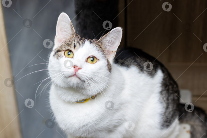 Скачать Безмятежный кошачий портрет, мирная домашняя кошка с ярко-желтым ошейником и нежным выражением лица фотосток Ozero
