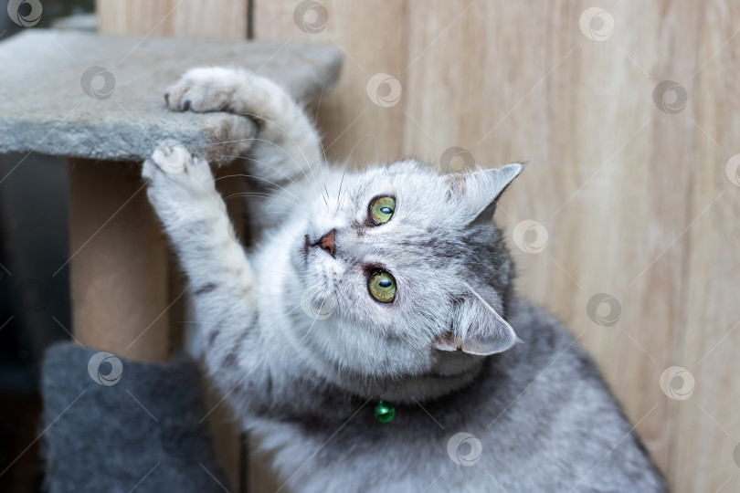 Скачать Активный серый котенок с энтузиазмом и любопытством взбирается на текстурированную когтеточку фотосток Ozero