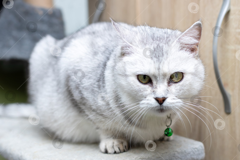 Скачать Спокойная кошка, развалившаяся на диване, Расслабленная кошка спокойно сидит на мягком меху, а рядом висит крошечный колокольчик фотосток Ozero