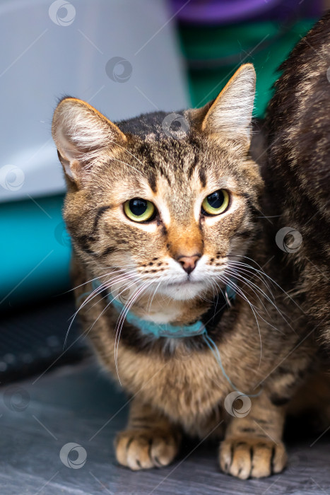 Скачать Расслабленная полосатая домашняя кошка безмятежно сидит на полу в уютной и успокаивающей обстановке фотосток Ozero