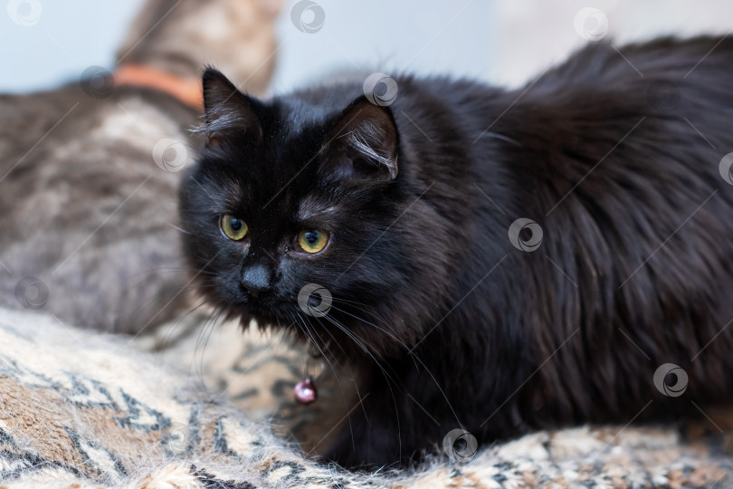 Скачать Уравновешенная длинношерстная кошка с колокольчиком, сидящая на узорчатом ковре в элегантной домашней обстановке фотосток Ozero