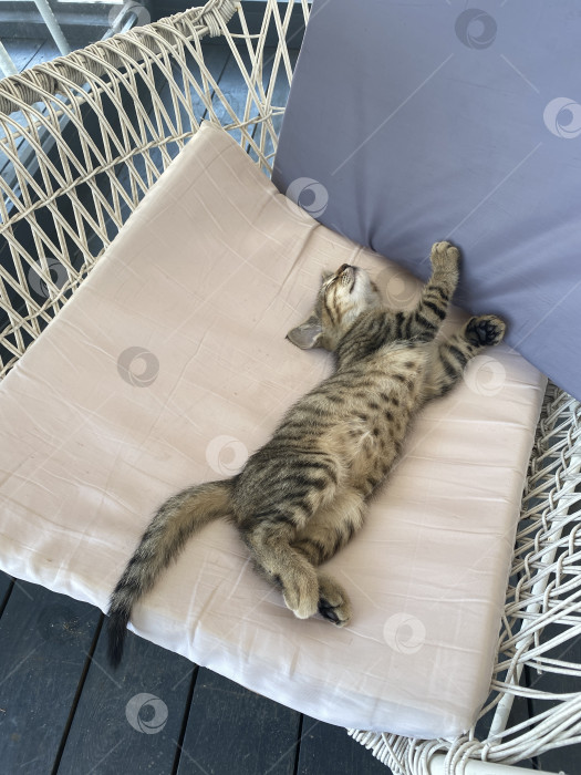 Скачать Кошка спит на уютном уличном стуле с подушками, демонстрируя расслабление и умиротворяющую атмосферу фотосток Ozero