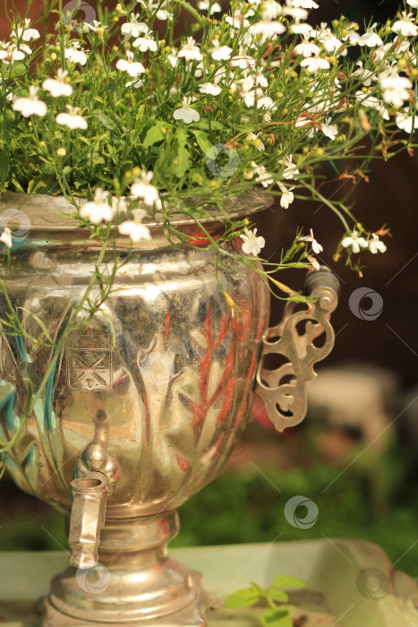 Скачать Деревенский шарм: Кашпо для самовара на колесах с белыми цветами фотосток Ozero