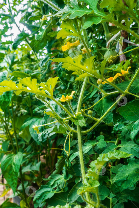 Скачать Цветущий арбуз в теплице с растущими помидорами. фотосток Ozero