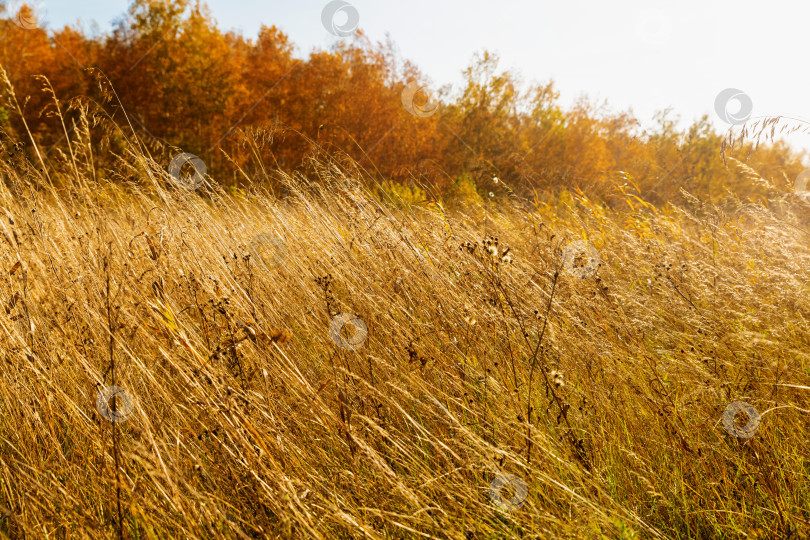 Скачать Осенняя сухая трава в поле. Сезонная погода. фотосток Ozero