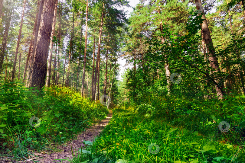 Скачать Солнечное утро в сосновом лесу. фотосток Ozero