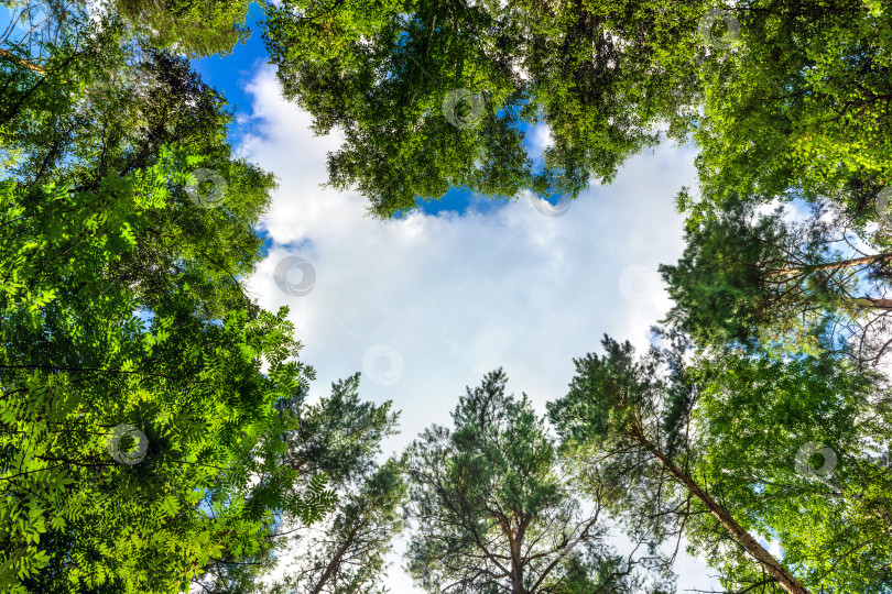 Скачать Вершины лесных деревьев на фоне неба. Зеленые сосны и березы летом. фотосток Ozero
