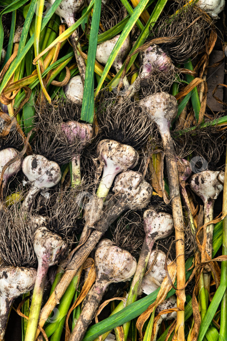 Скачать На фоне свежего чеснока, собранного в саду. фотосток Ozero